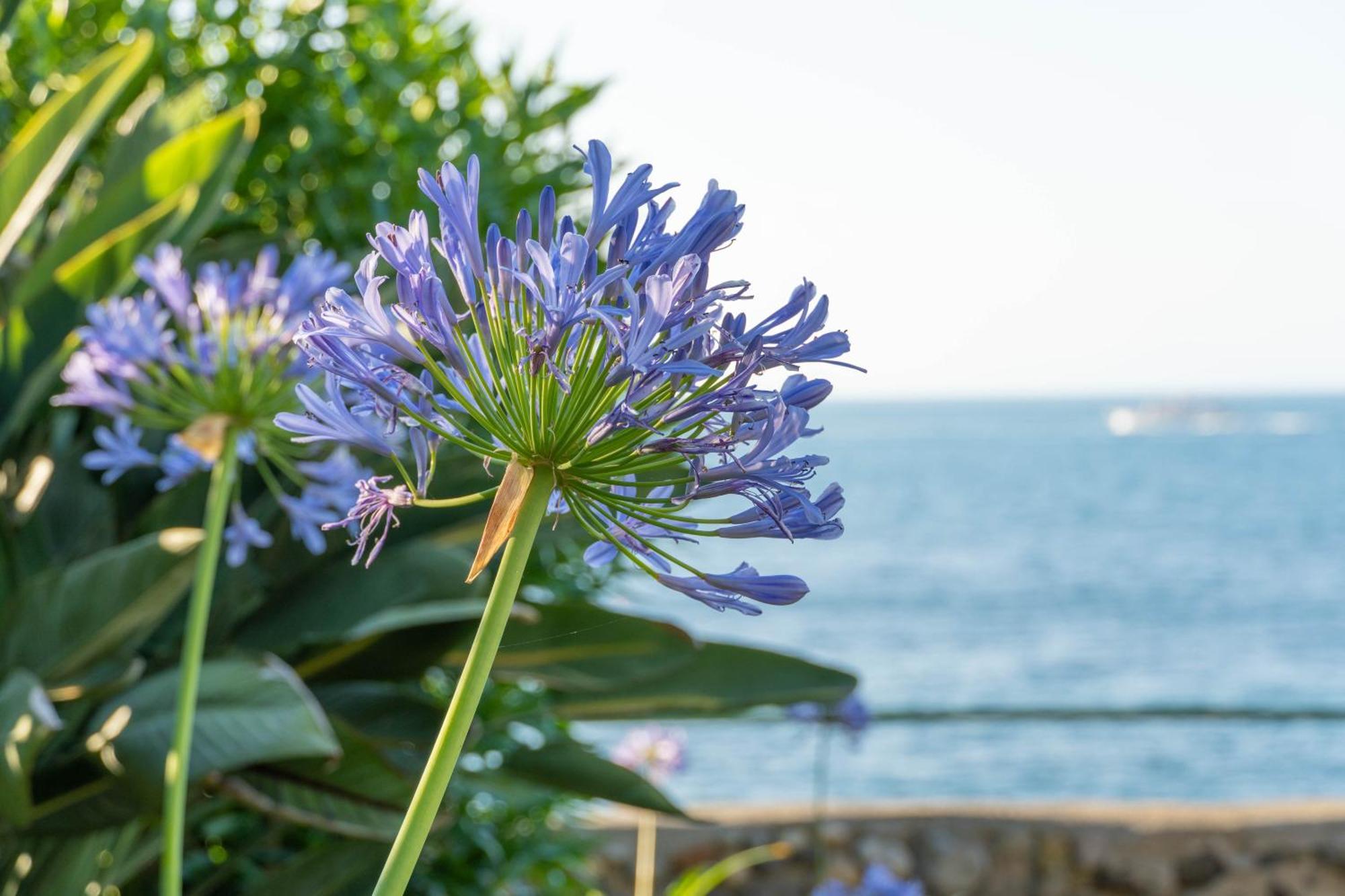 Casamicciola Terme Nelinda Waterfront Accommodation מראה חיצוני תמונה